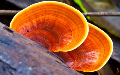 Ganoderma proprietà e benefici di un fungo millenario