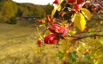 Rosa canina gemmoderivato: proprietà e usi