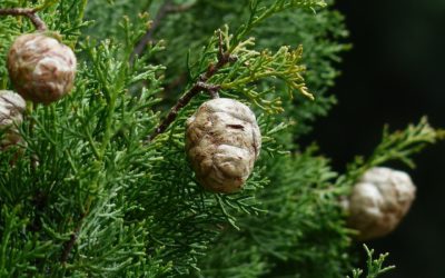 Olio essenziale di cipresso: proprietà e utilizzo