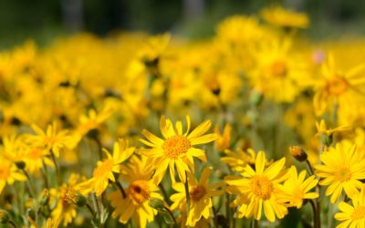 Arnica: potente antinfiammatorio naturale, uso esterno