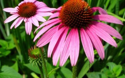 Echinacea proprietà ed uso in erboristeria e cosmesi