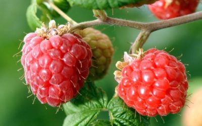 Raspberry bud extract, menstrual cramps and menopause