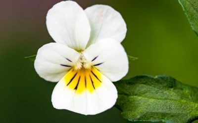 Wild Pansy: how to purify skin and blood