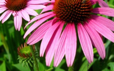 Echinacea benefits in herbal medicine and for skin