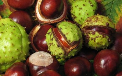 horse chestnut for swollen legs and cellulite