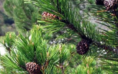 Pinus mugo properties and use of its essential oil