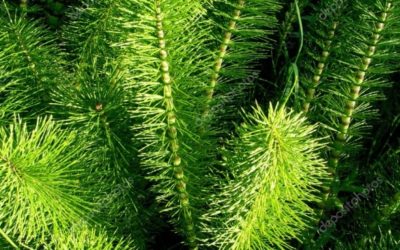 Horsetail benefits properties and uses