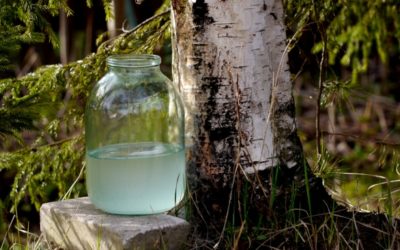 Birch sap properties and benefits