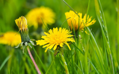 Dandelion mother tincture for liver and skin