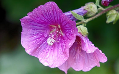 Althea plant: traditional properties and uses