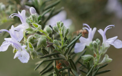 Rosemary essential oil benefits