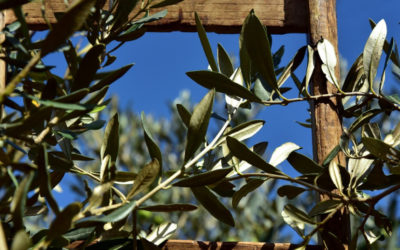 Fats in blood: Olive bud extract properties