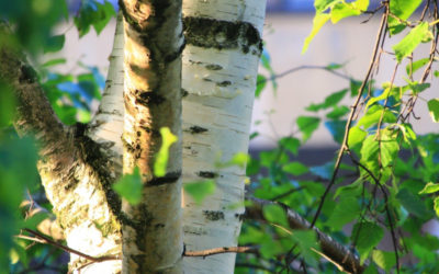 Birch: properties and natural remedies