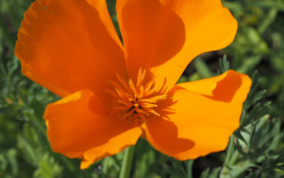 Escholzia californica: natural remedies for sleep