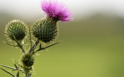 Burdock Mother tincture for skin well-being