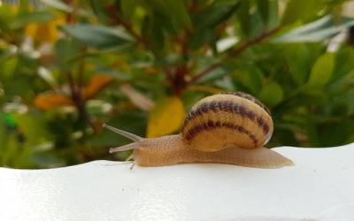 Snails for skin care: properties and uses of snail slime