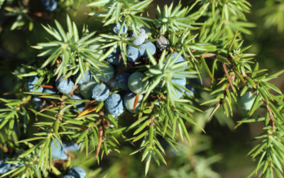 Juniper bud extract: an excellent liver and kidney detox