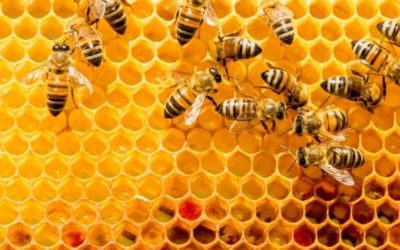 Royal jelly: bees product for everyone’s health