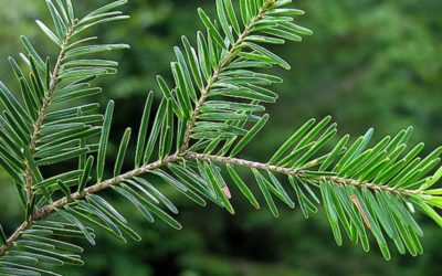 Silver fir bud extract for bones, teeth and more