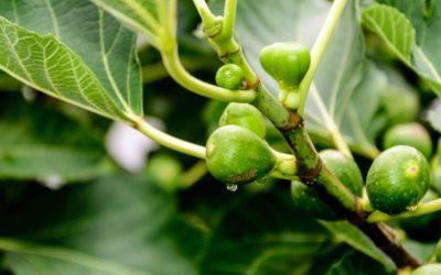 Dyspepsia: What Ficus bud extract is used for