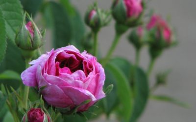 The rose: properties and uses for types of roses