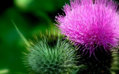 An ancient Italian herbal remedy: milk thistle digestive