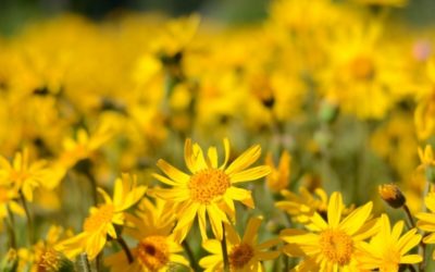 Best natural anti inflammatory: Arnica montana