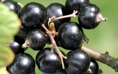 Ribes nigrum against inflammation and allergies