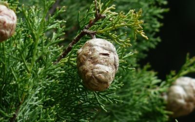 Cypress essential oil properties and uses