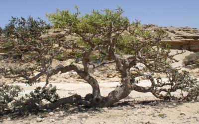 Frankincense essential oil properties and use