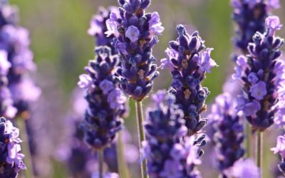 The special essential oil lavender properties