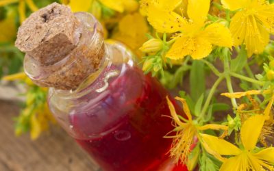 St. John’s wort oil: how to prepare it and what it is for