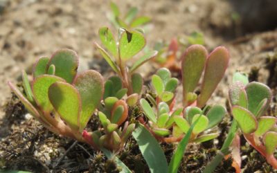 Portulaca oleracea: benefits and uses on your skin