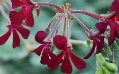 Pelargonium sidoides proprieta del rimedio contro la tubercolosi