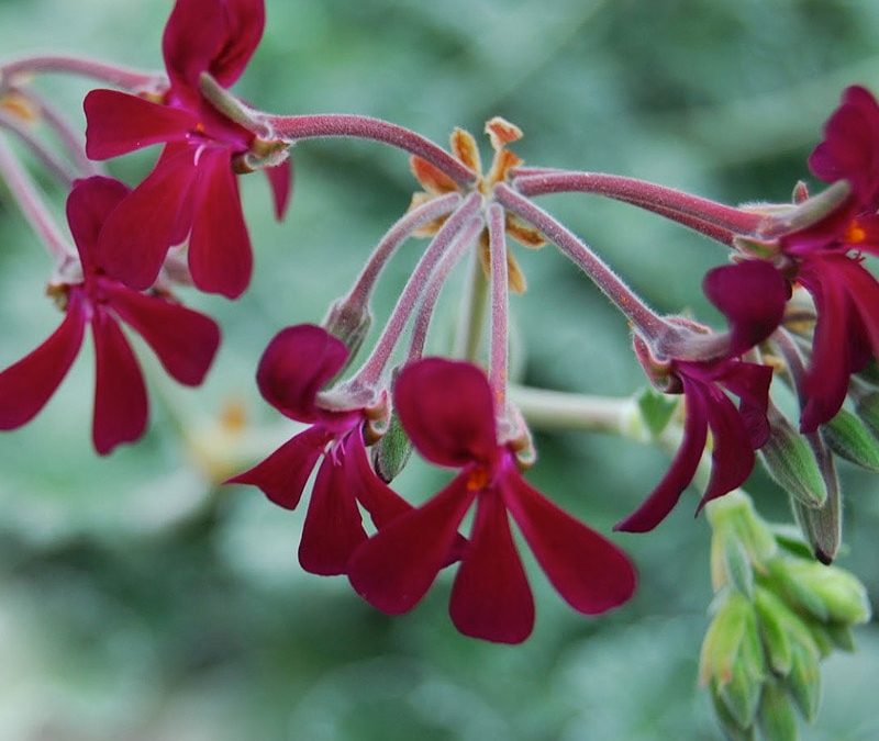 Pelargonium sidoides proprieta del rimedio contro la tubercolosi
