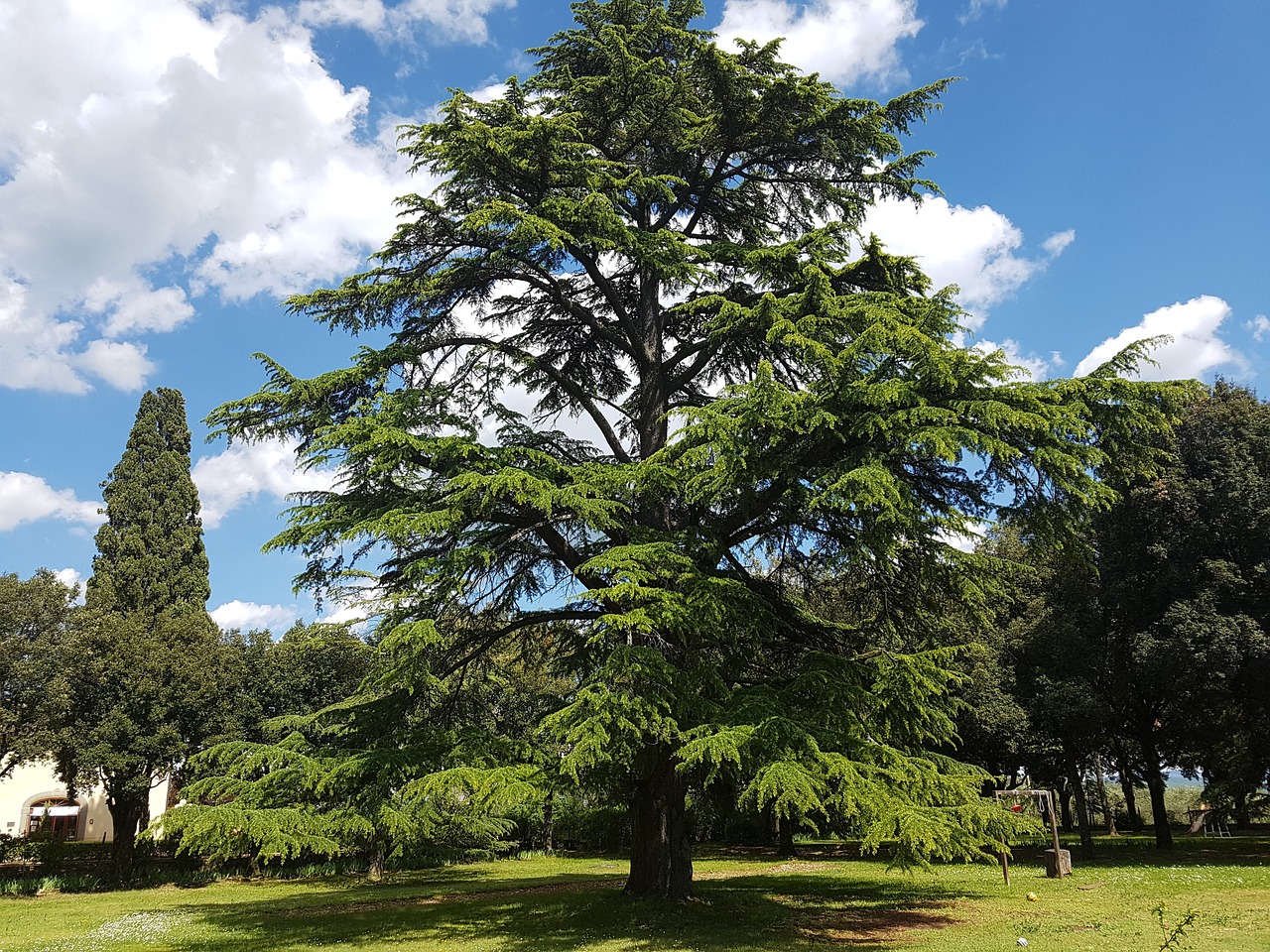 Cedro del Libano: Cedrus Libani proprieta e uso in fitoterapia ...