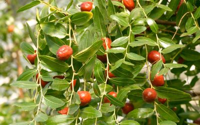 Ziziphus rimedio naturale contro malattie infiammatorie croniche