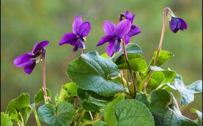 La Viola fitoterapia e fitochimica, usi e proprieta: gli ultimi studi